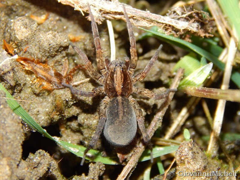 Trochosa sp. - Magenta (MI)